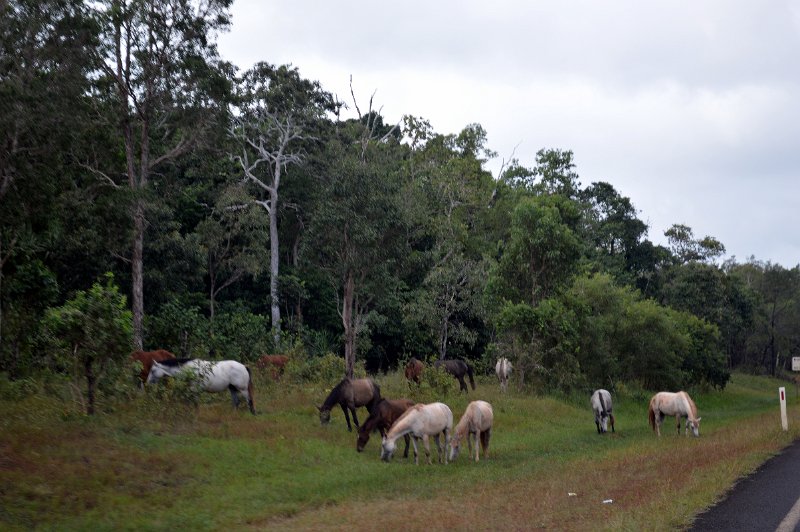 05 (92).JPG - PDR - Approaching Bamaga/Seisia